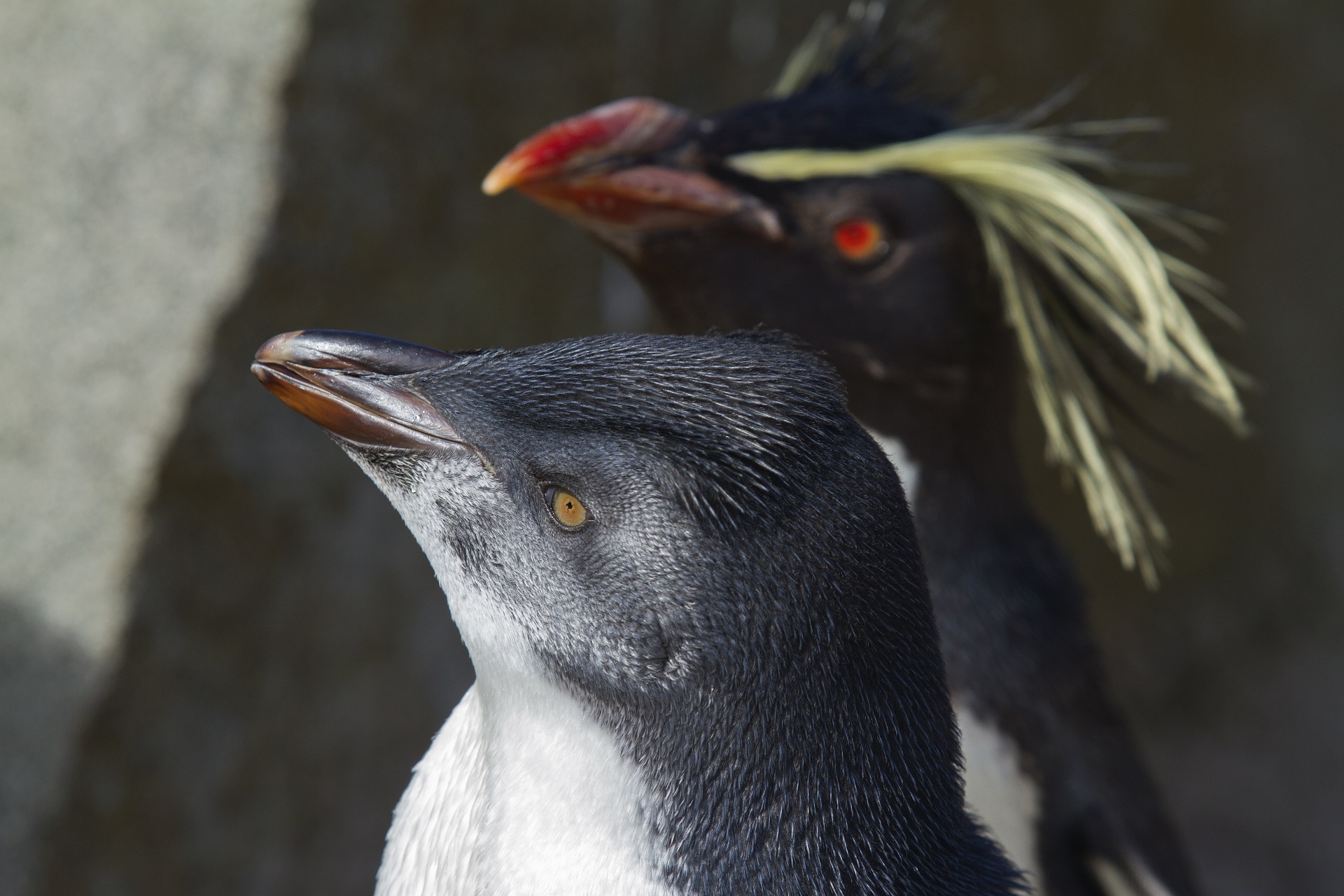 Rockhopper adult and chick
