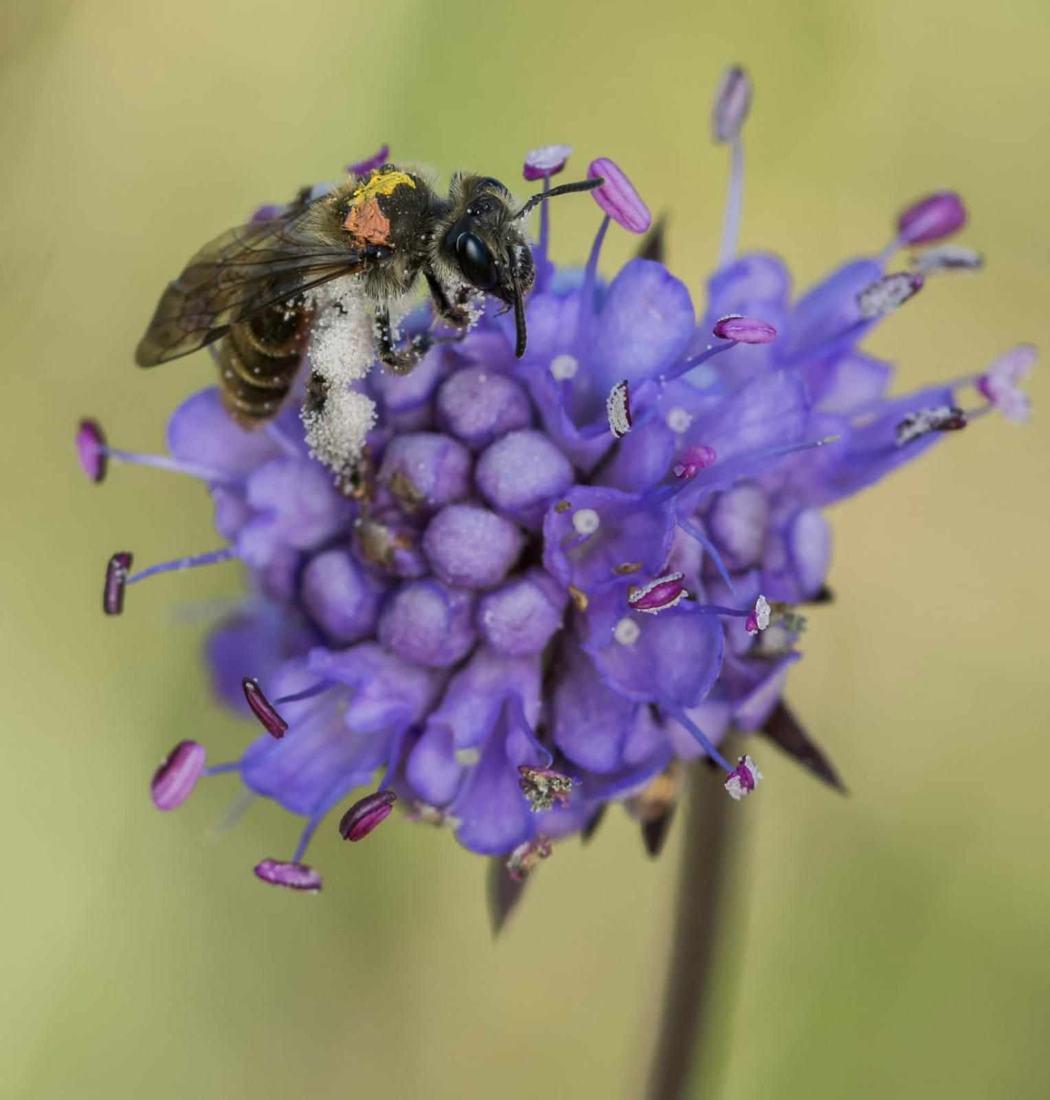Small scabious mining bees