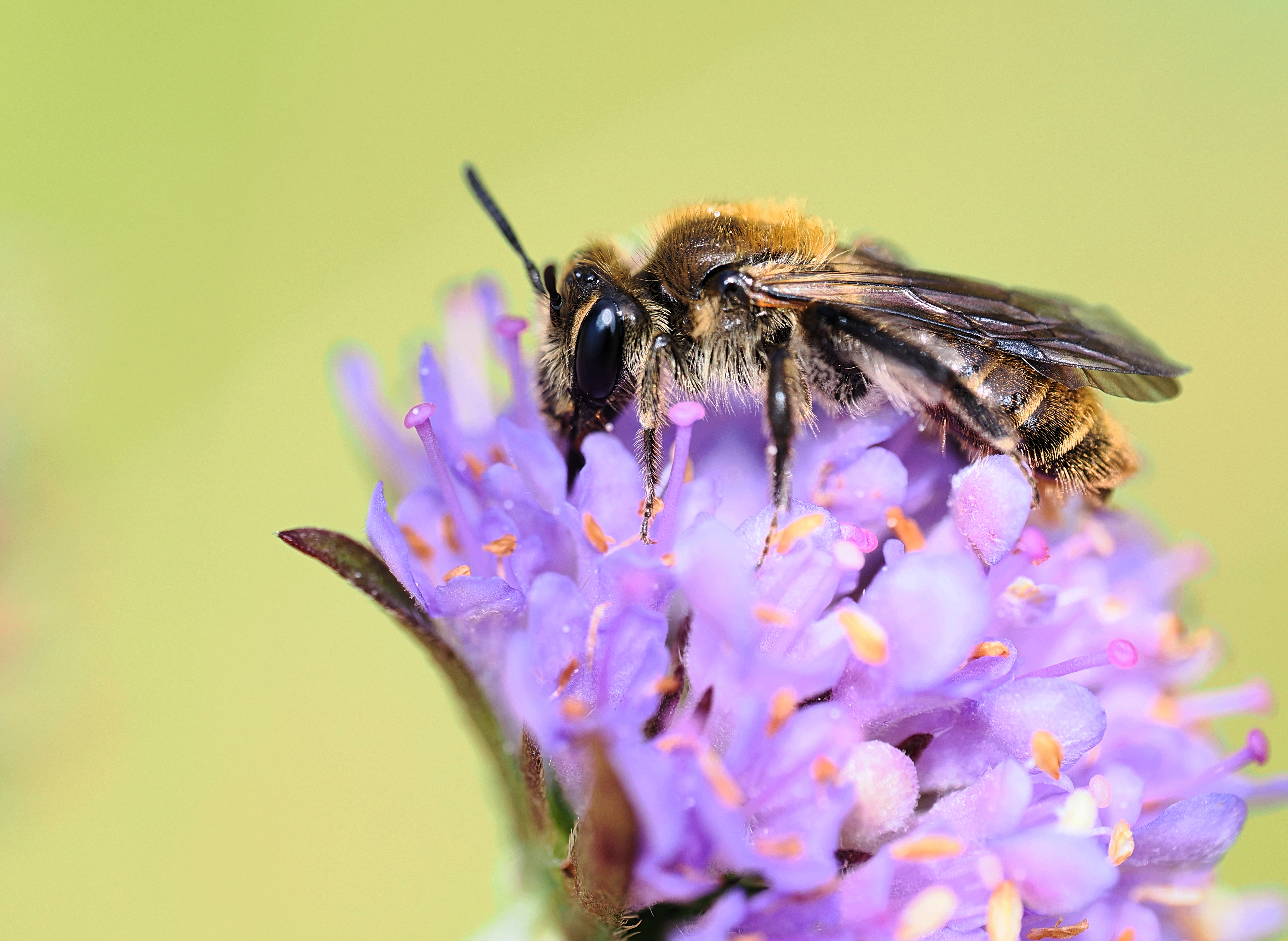 Closeup picture of a small scabious mining bee sitting on a flower IMAGE RZSS 2024