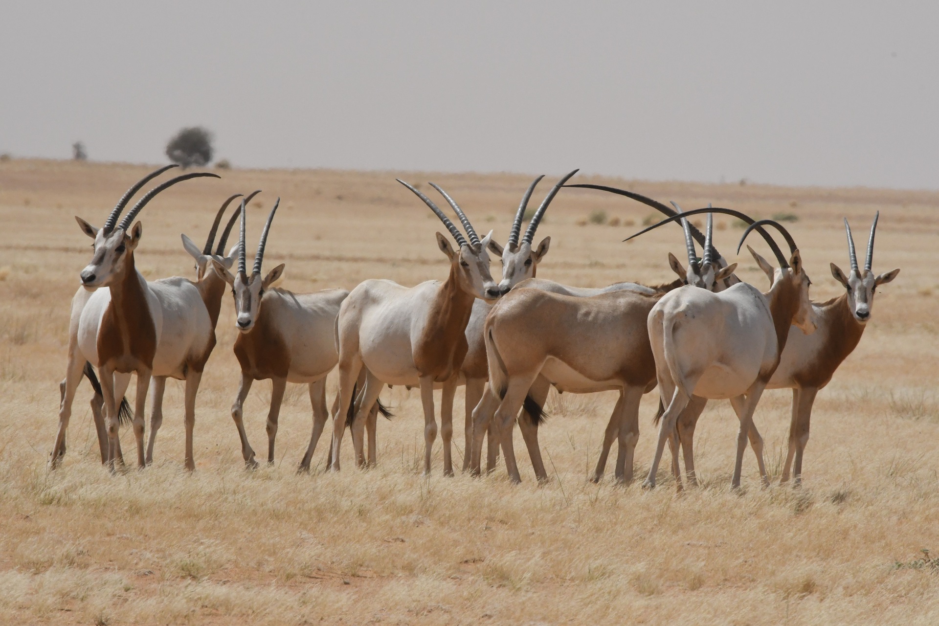 Scimitar-horned oryx in the wild 

IMAGE: John Newby Sahara Conservation