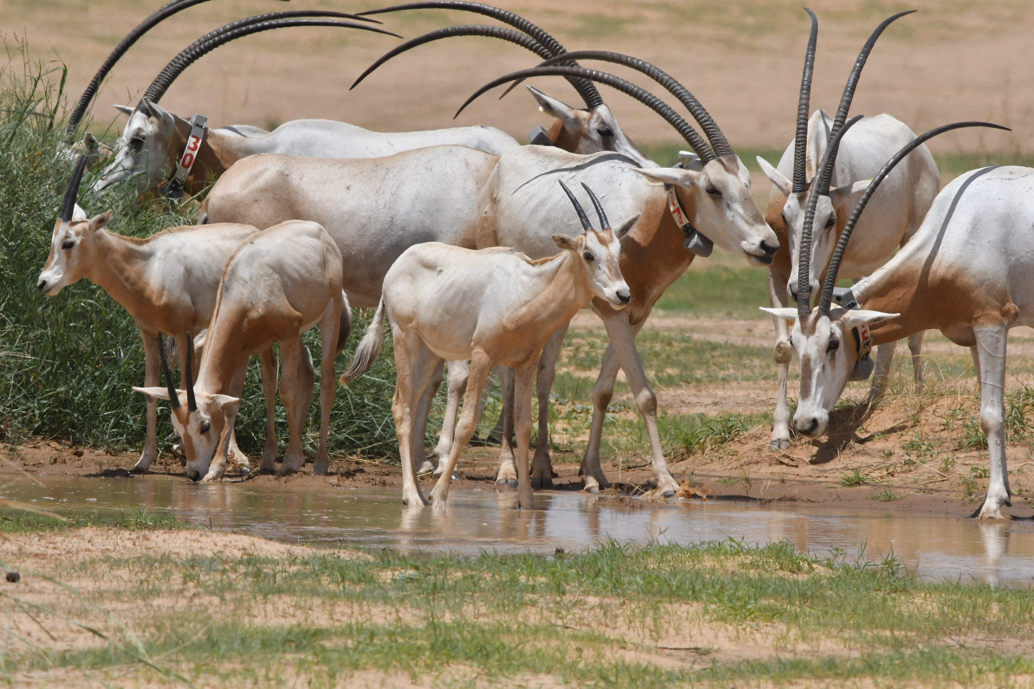 Mature scimitar horned oryx with calves drinking from an oasis in the Sahara, making eye contact Image: JOHN NEWBY 2023