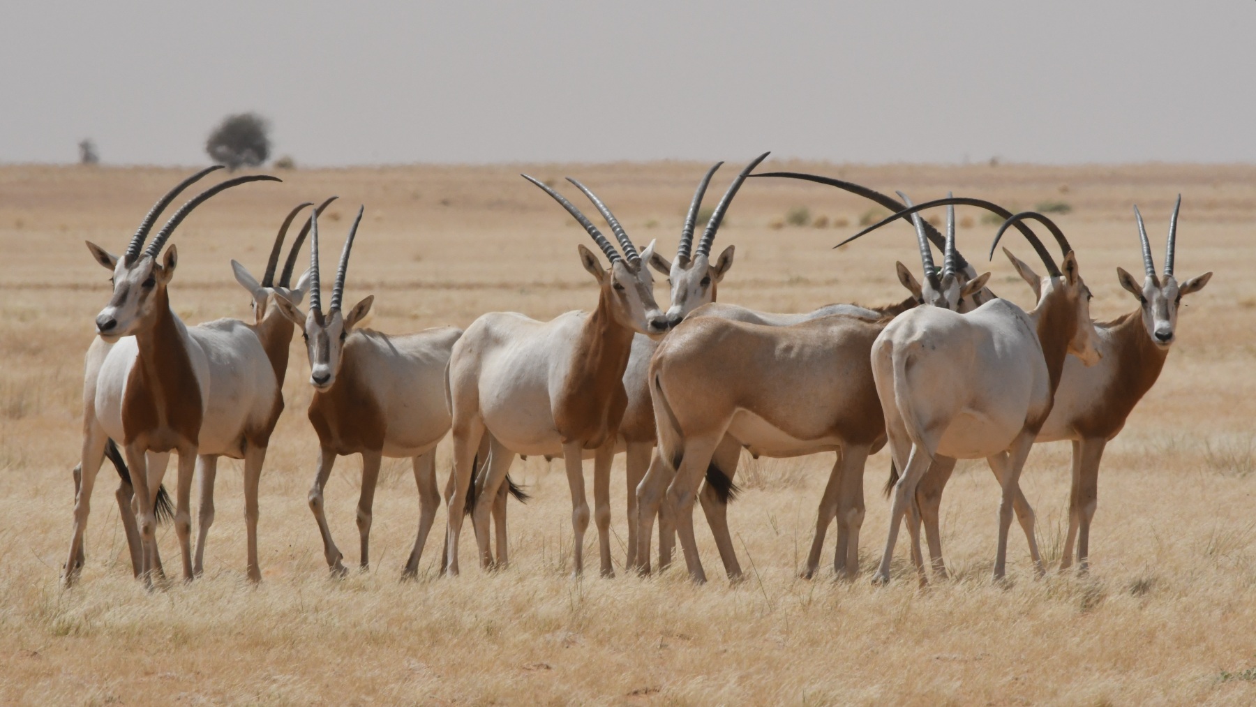 Scimitar-horned oryx herd in Chad CREDIT RZSS