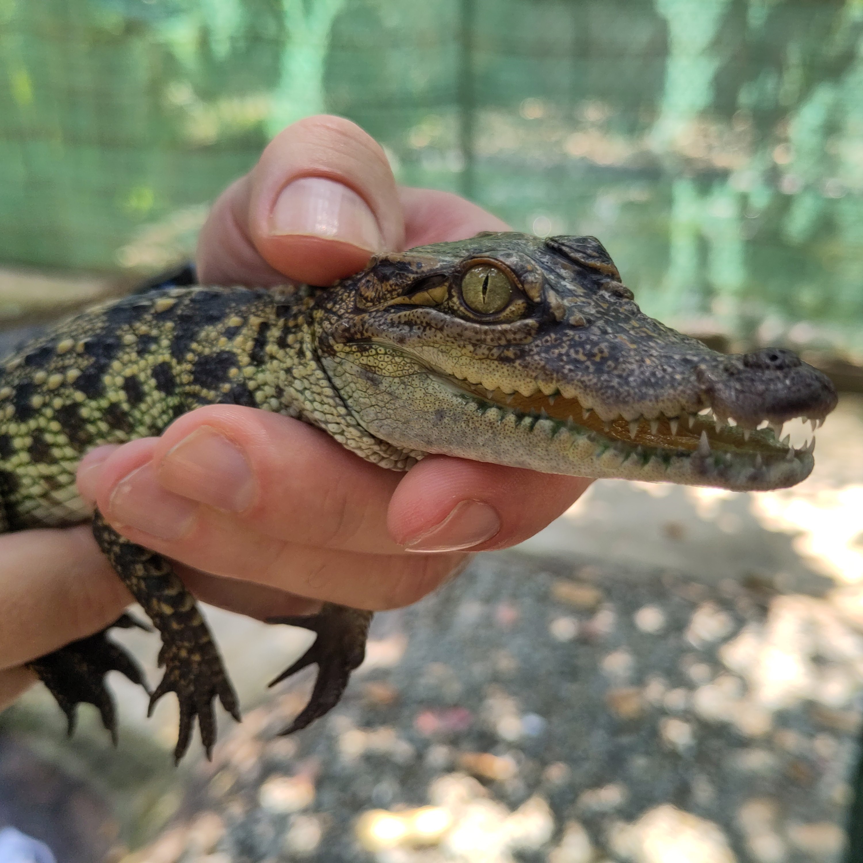 Siamese crocodile