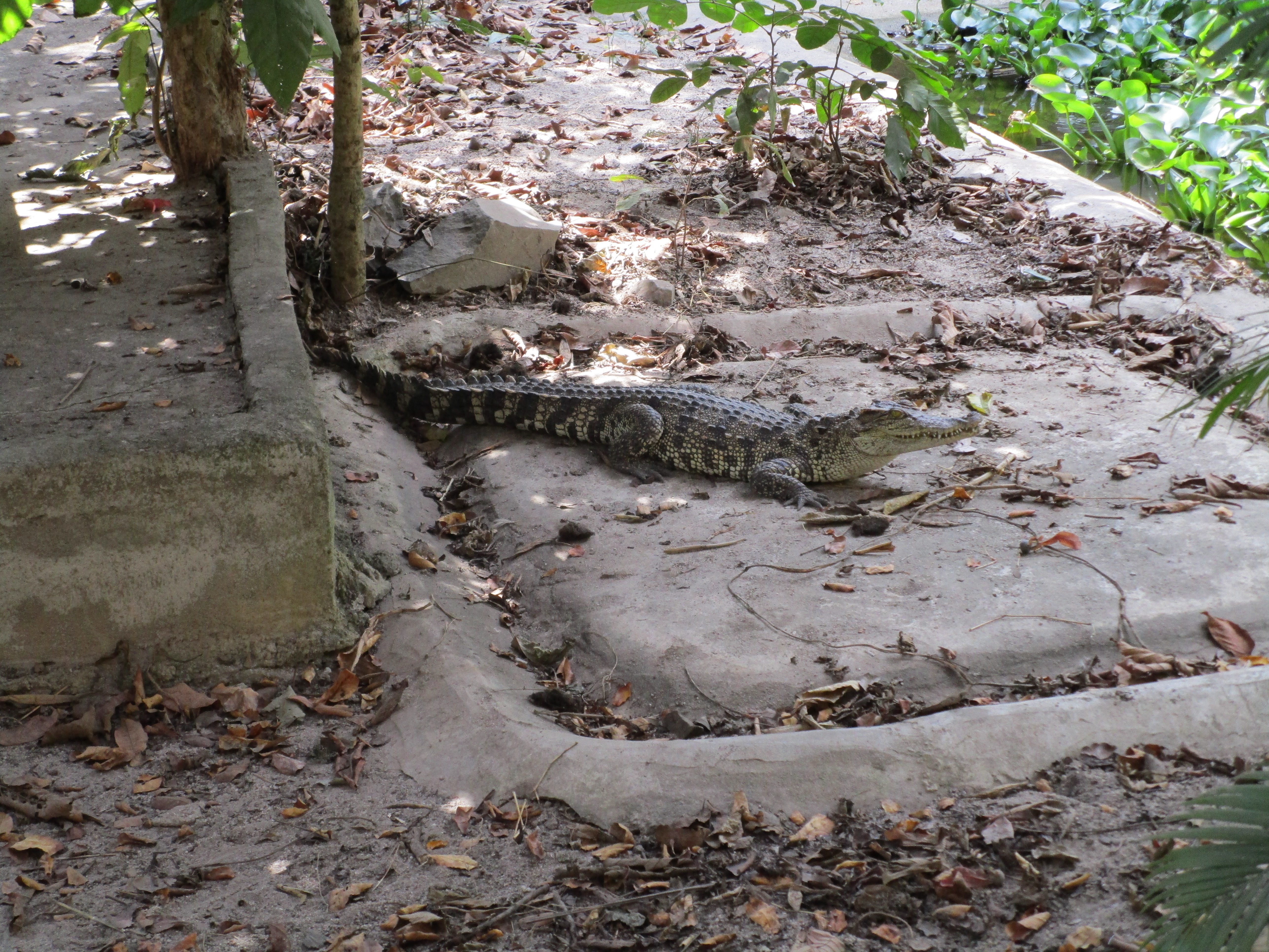 Young Siamese crocodile