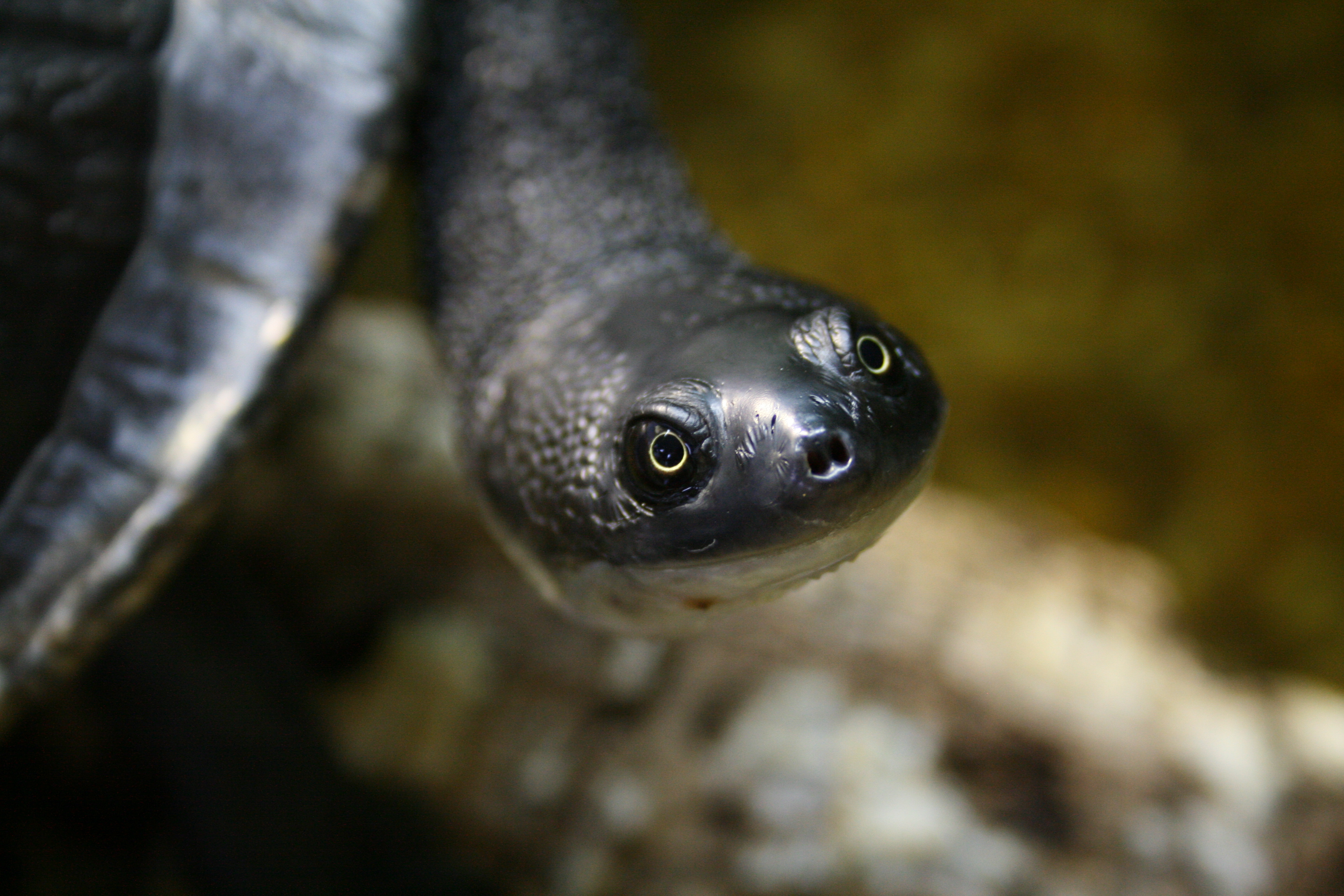 Rote island snake-necked turtle IMAGE Nordens Ark 2024