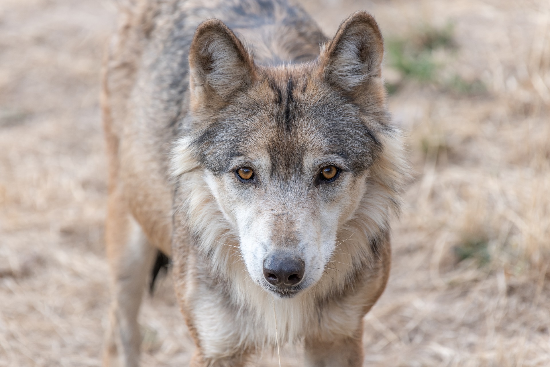 Himalayan wolf 

IMAGE: bios48