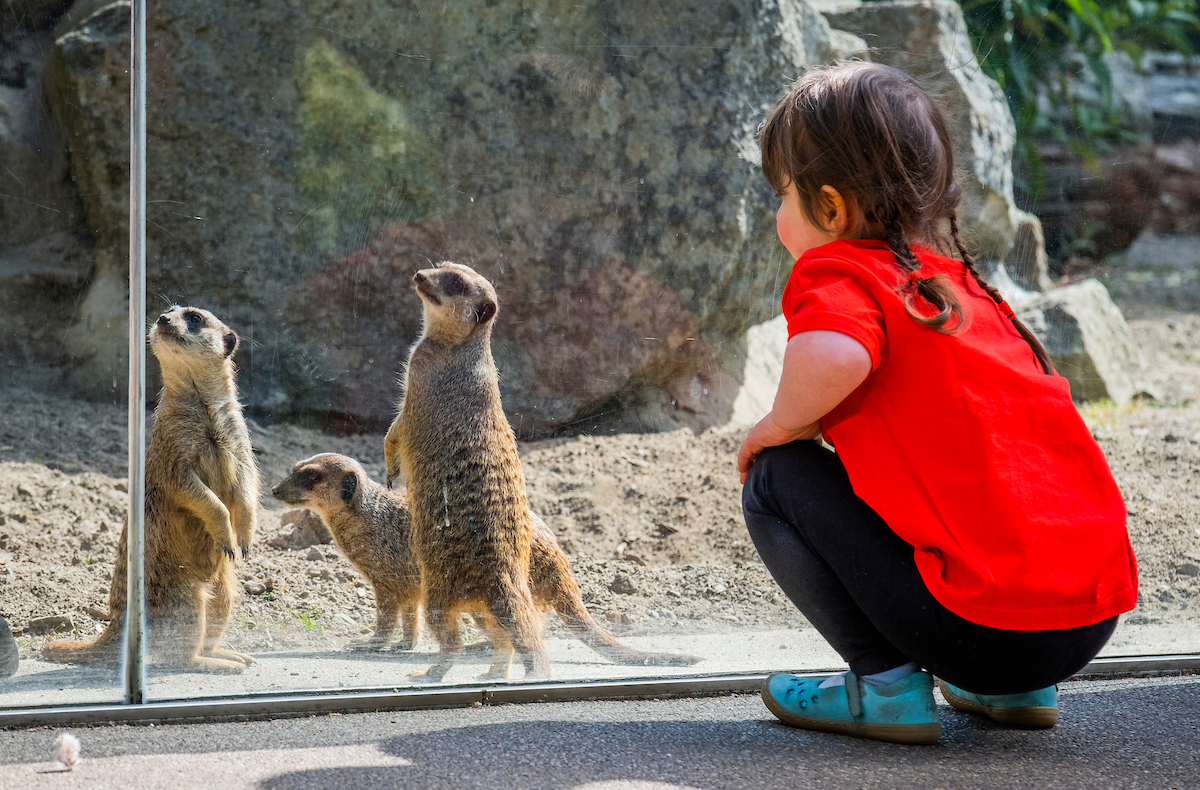 Rosa Carter, RHCYP patient, Aged 4 looking at meerkats ECHC

IMAGE: Chris Watt Photography 2023