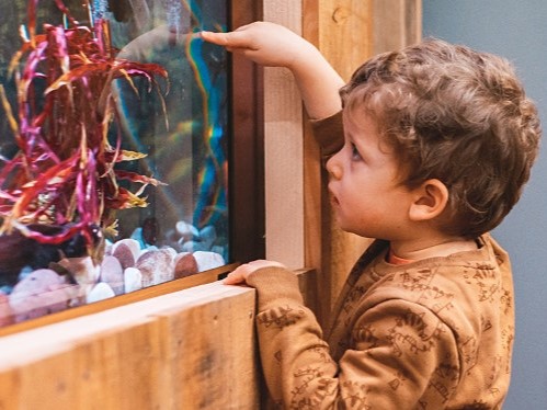 A very young child looking into a fish tank IMAGE: Unknown