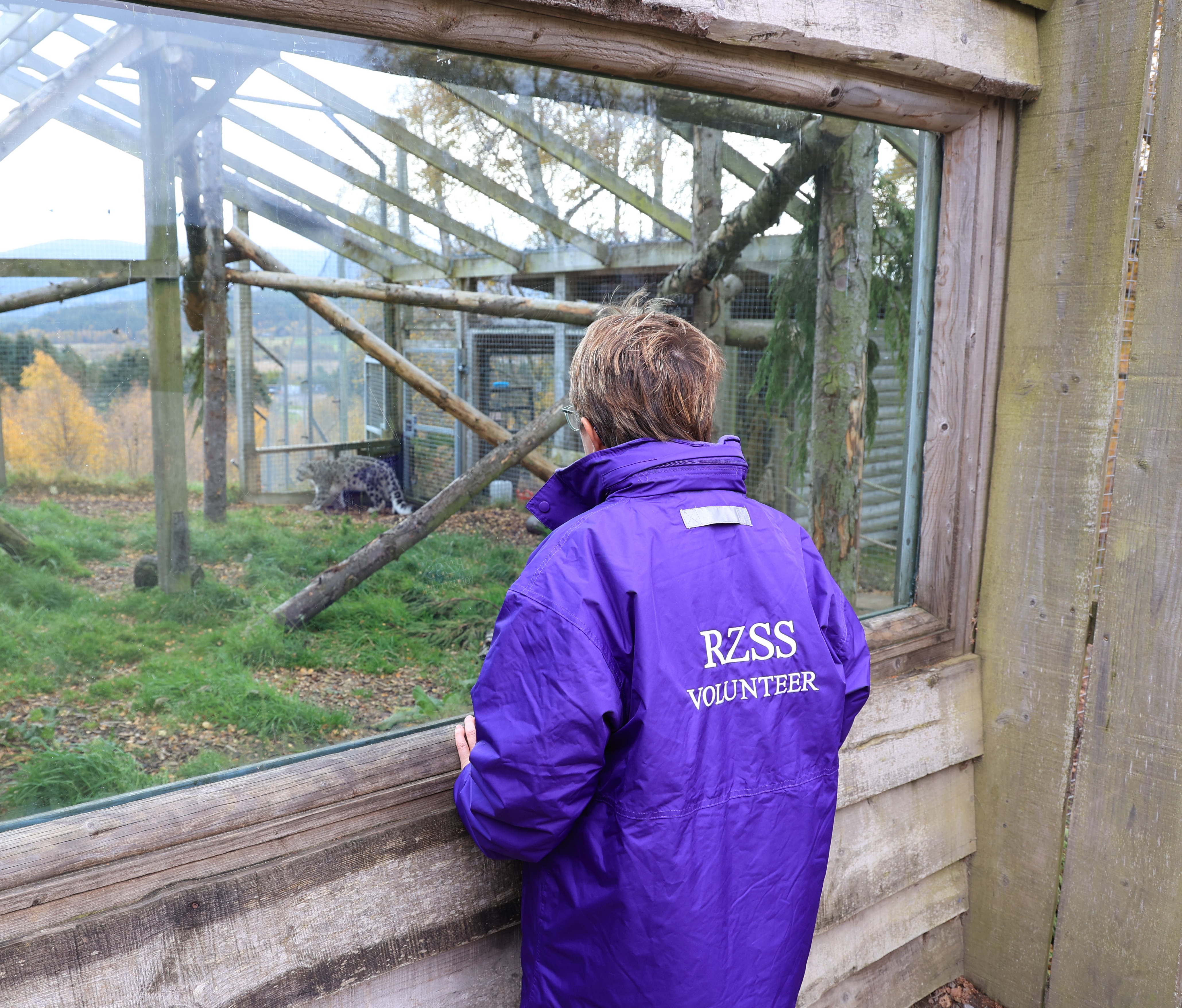 volunteer standing in front of snow leopard enclosure with purple volunteer jacket on IMAGE: RZSS