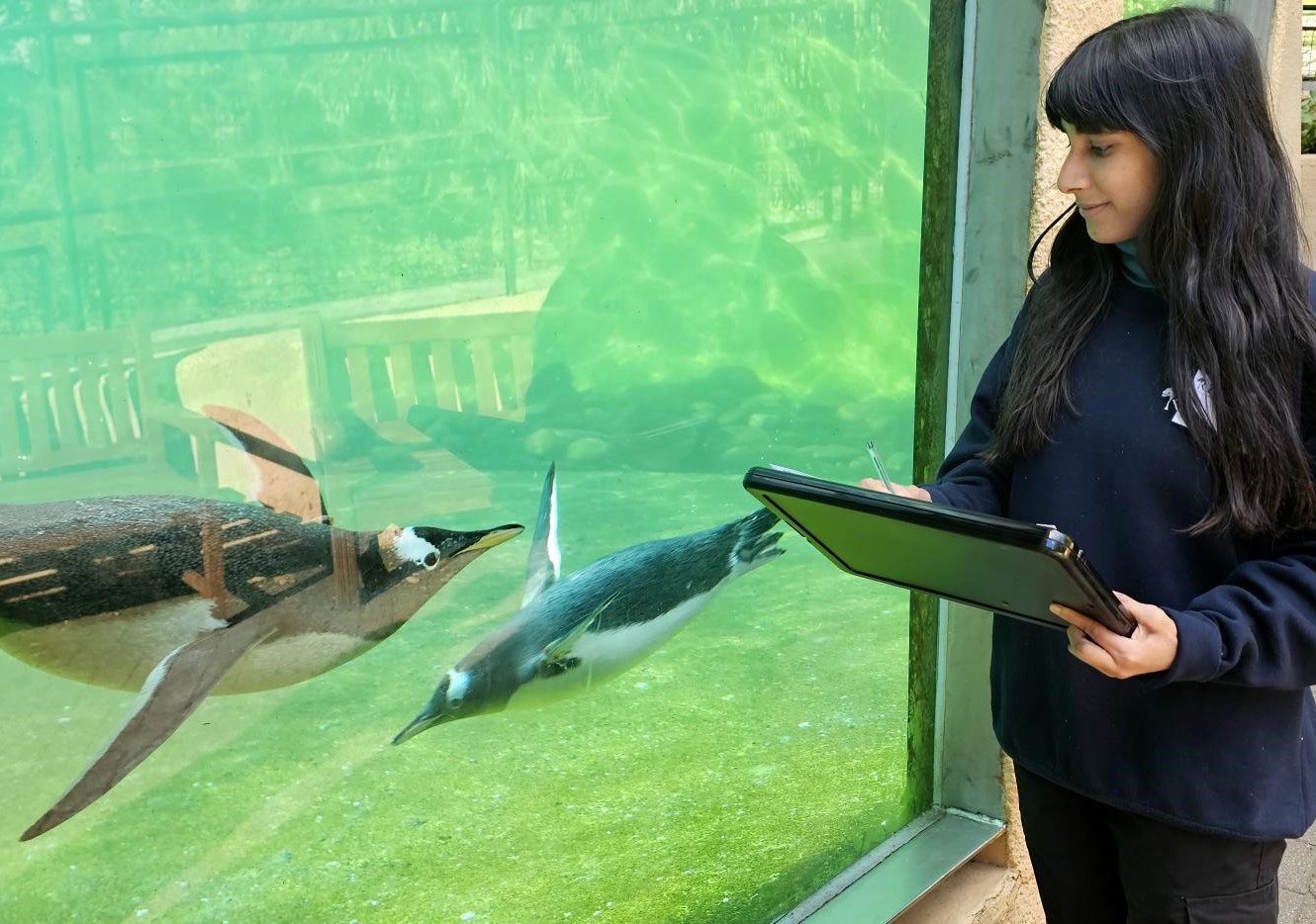 placement student maha standing at underwater penguin viewing area with a clipboard looking at penguins in the water IMAGE: RZSS 2024