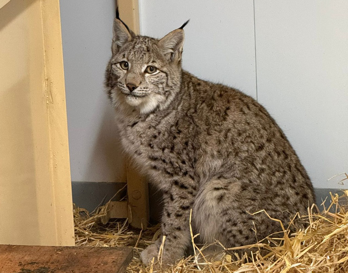 Lynx in quarantine at Edinburgh Zoo. IMAGE: RZSS, January 2025