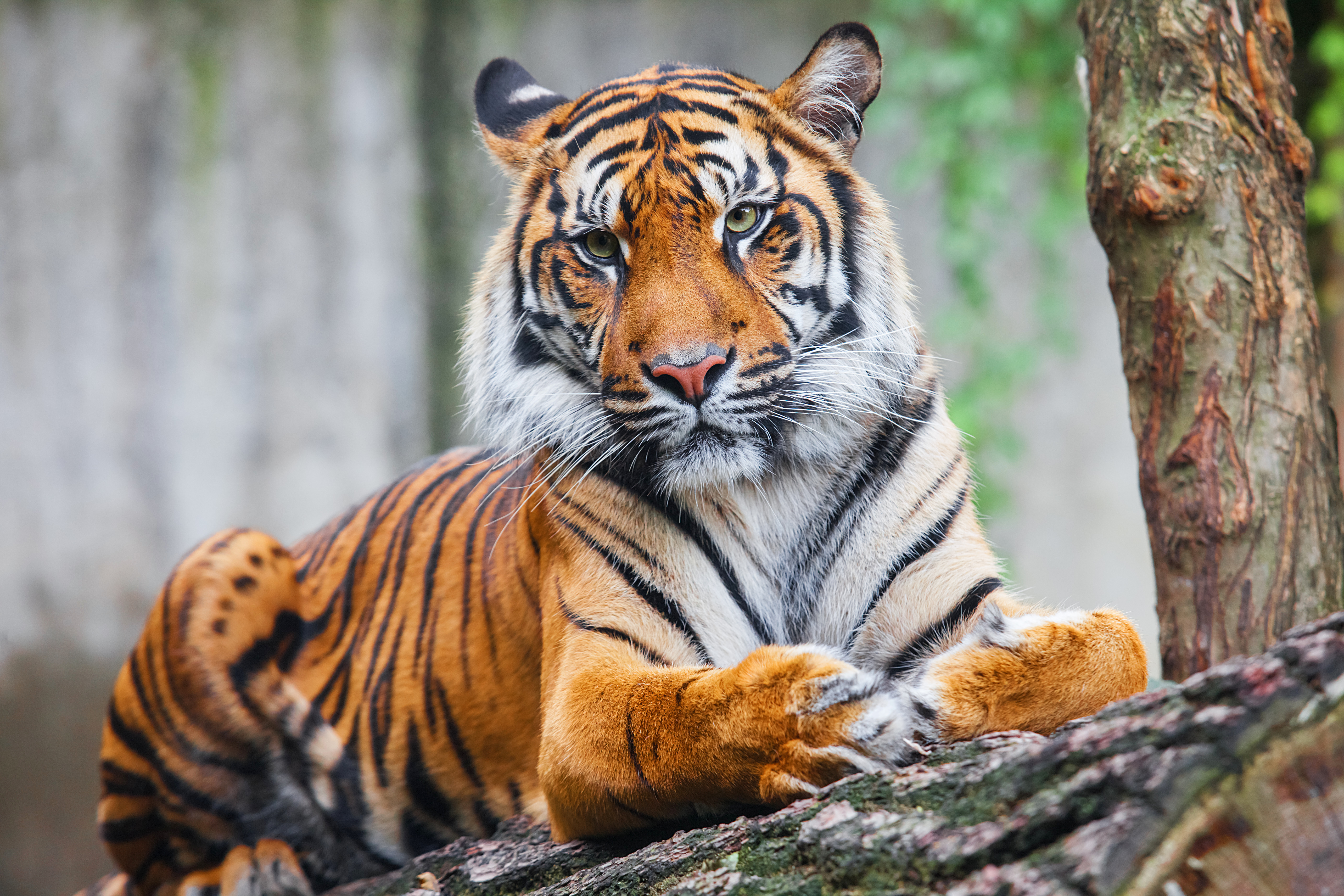 A tiger sitting on a log, looking at the camera