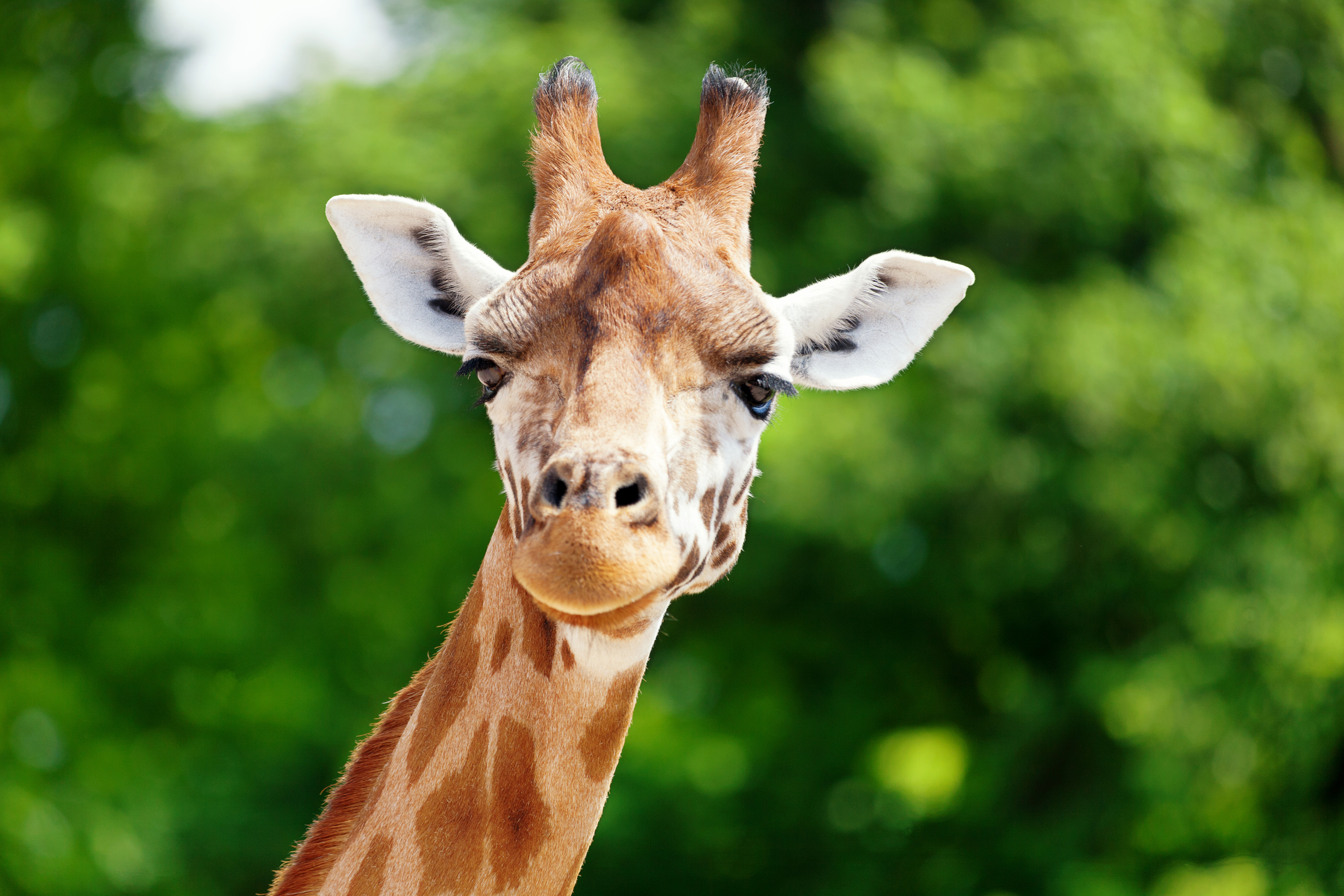 A close up photo of a giraffe looking at the camera