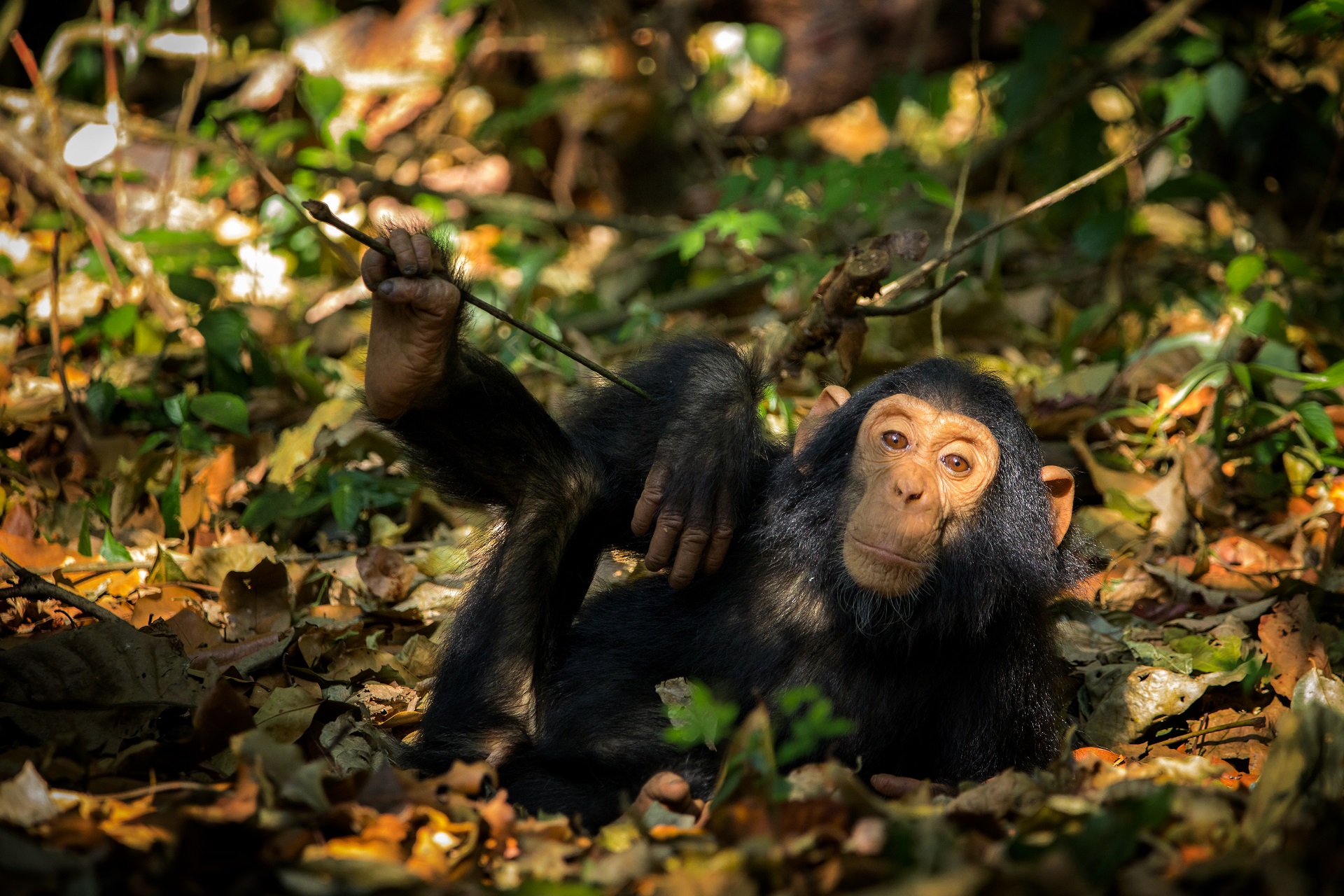 ozzie the chimpanzee in budongo forest for peoples postcode lottery page