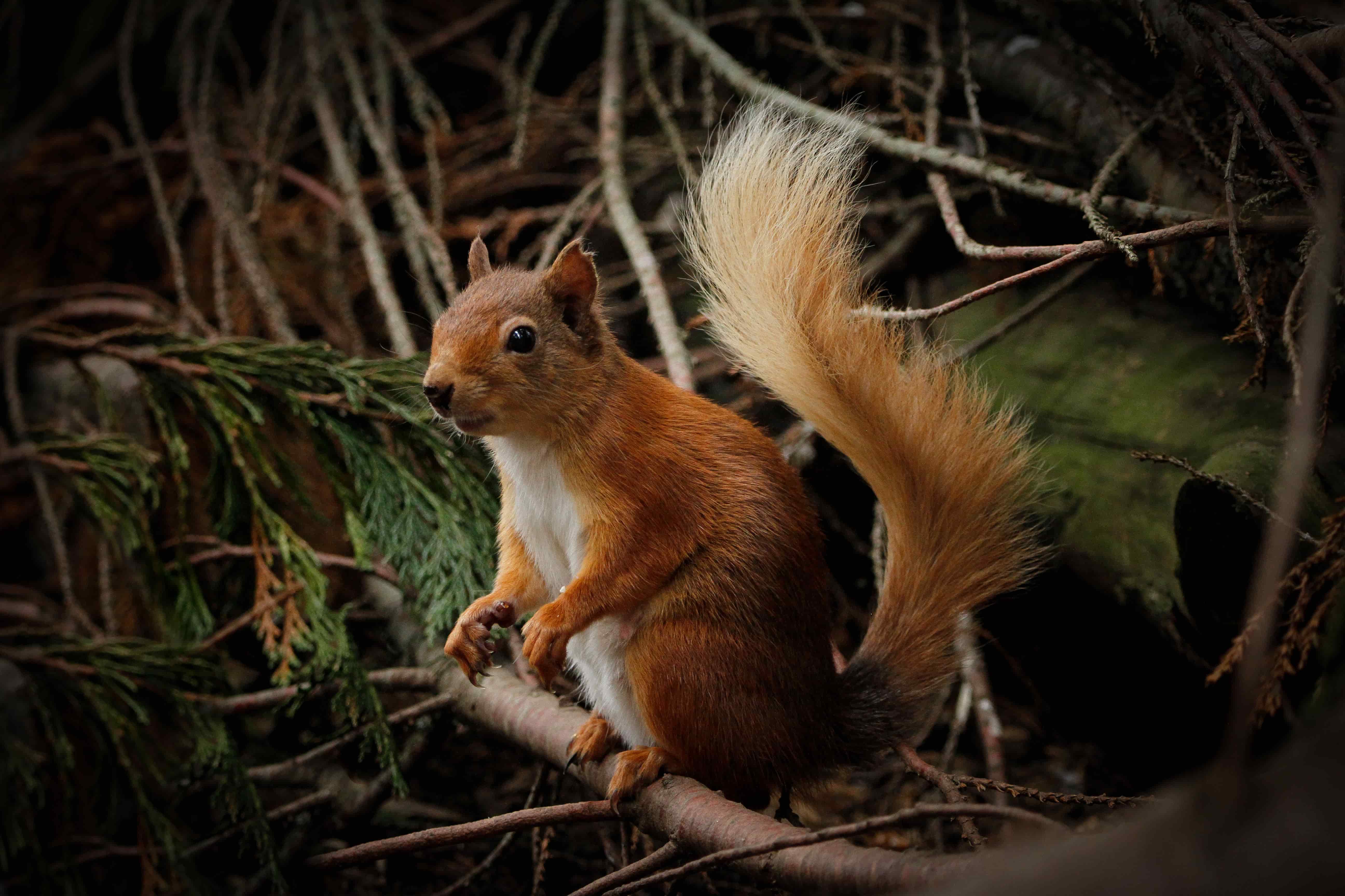 Red squirrel amongst pine tree foliage