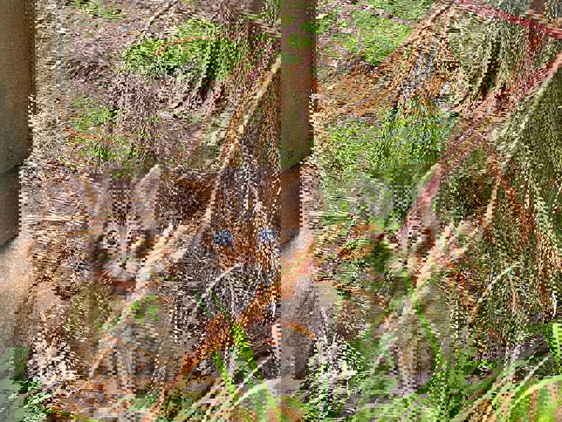 Wildcat kitten looking at camera. IMAGE: RZSS