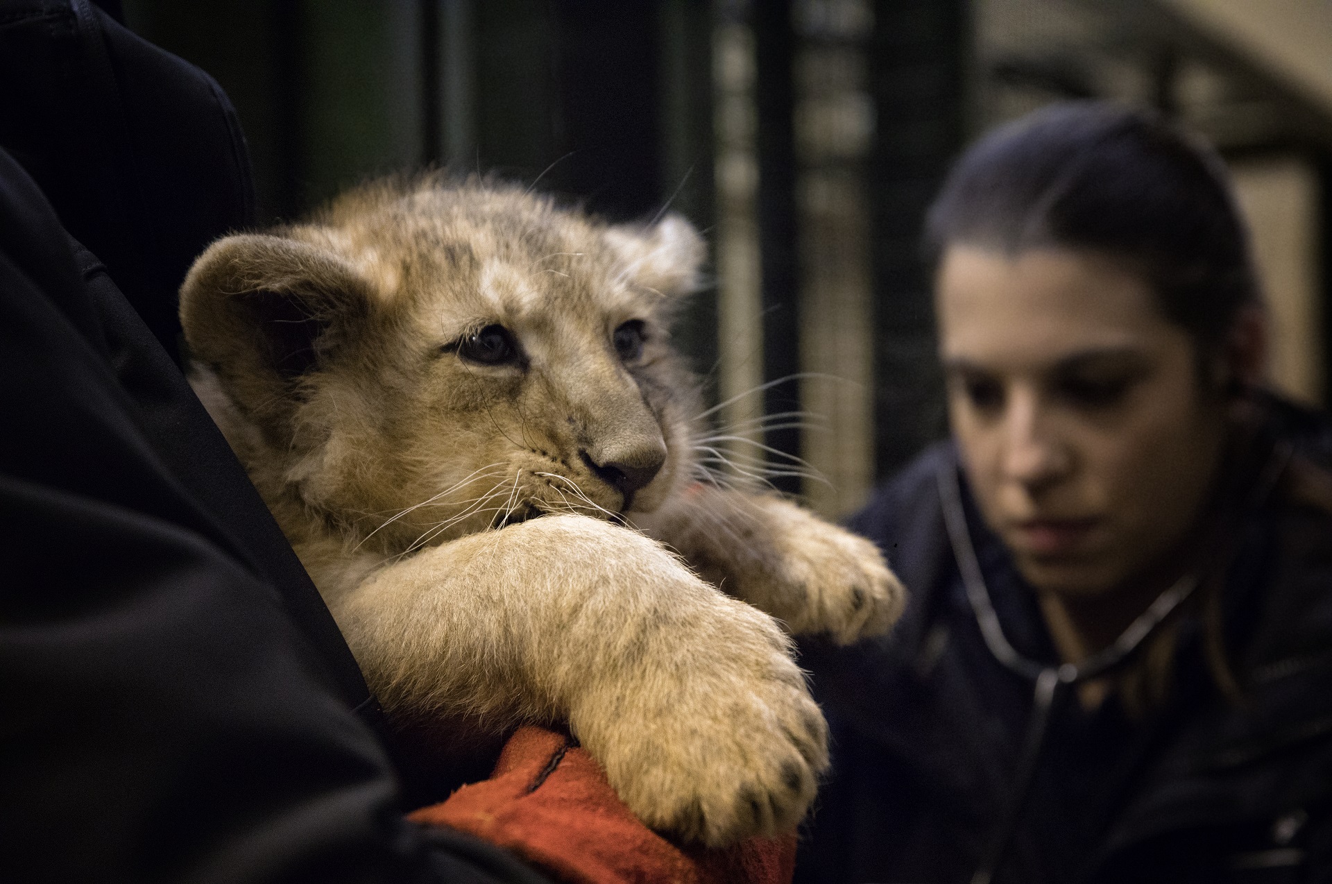 Steph Mota vet doing health check on lion cub

IMAGE: Laura Moore 2022