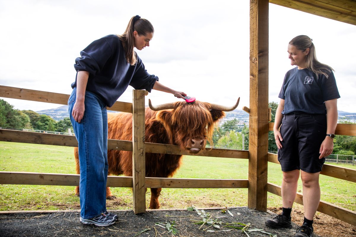 Highland cow experience