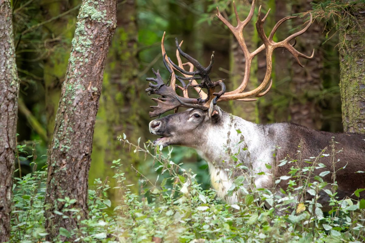 Reindeer adoption image